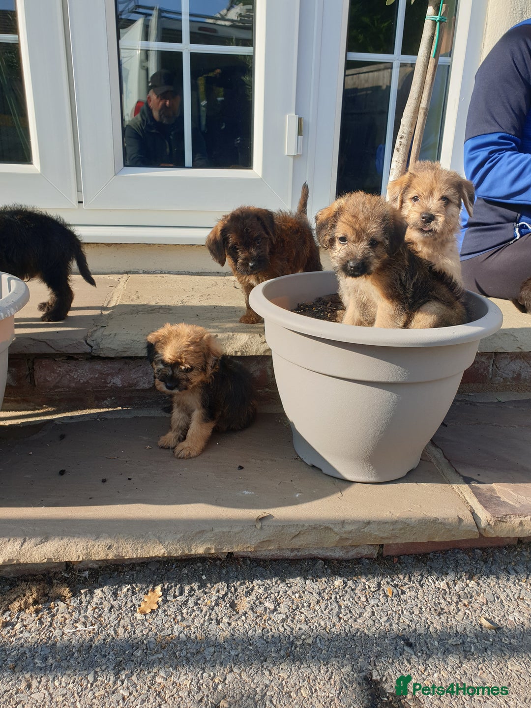 Mixed Breed dogs for sale: Border Terrier x miniature Poodle  - Image 2