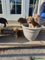 Mixed Breed dogs - Advert 14