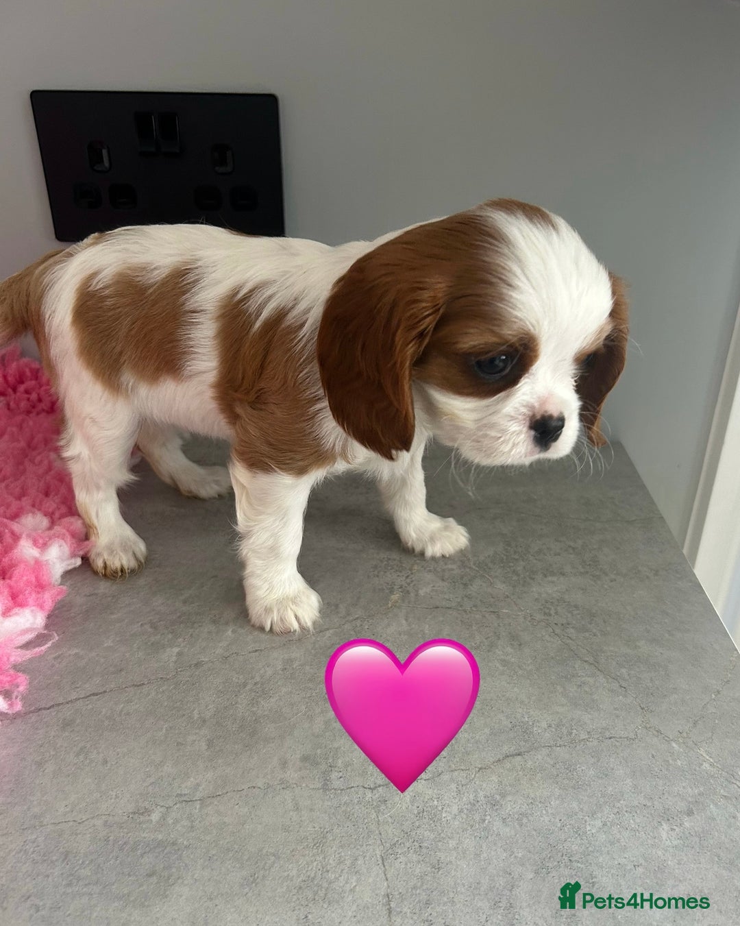 Cavalier King Charles Spaniel dogs for sale: Blenheim cavalier King Charles puppies - Image 18