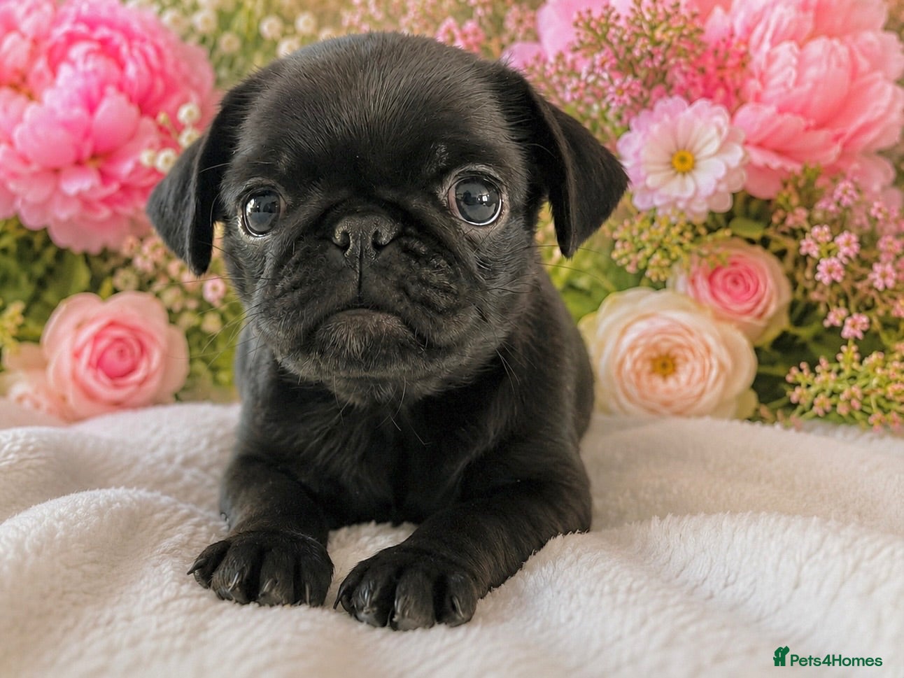 Pug dogs Kc registered pug puppies (last female available) - Advert 1