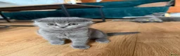 British Shorthair cats for sale: Blue BSH kittens looking new home - Advert 9