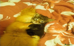 Maine Coon cats for sale: 5 beautiful full Maine Coon kittens for sale - Advert 3
