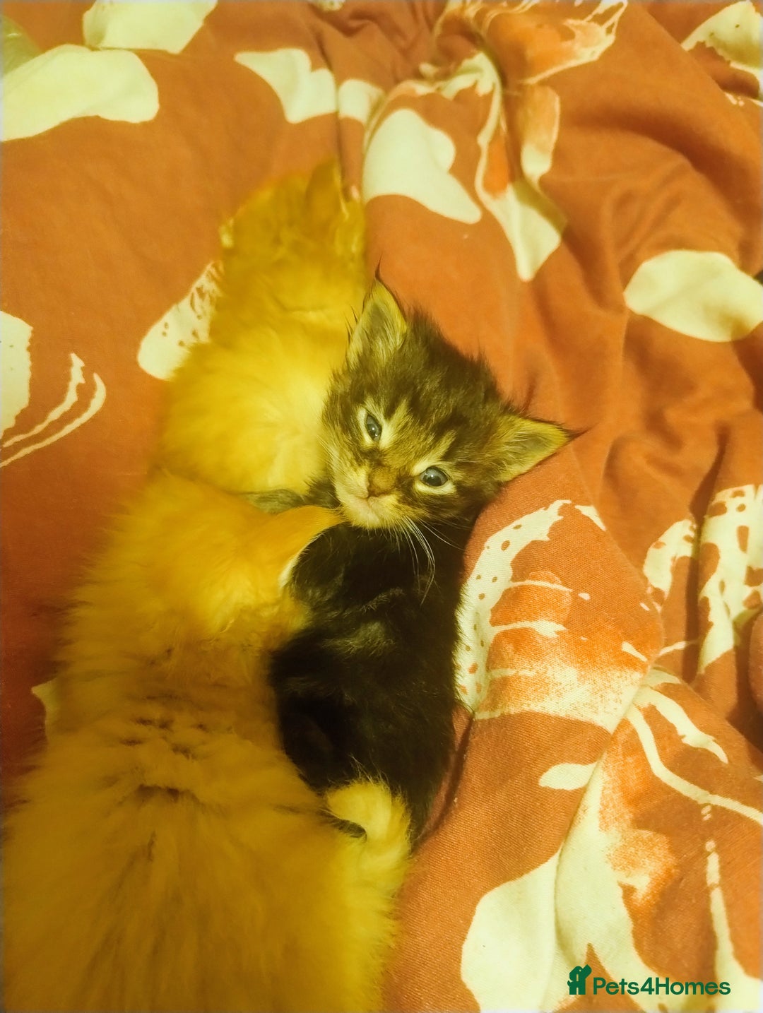 Maine Coon cats for sale: 5 beautiful full Maine Coon kittens for sale - Advert 3