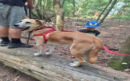 Mixed Breed dogs for sale: Big Golden Boy for Adoption  - Image 11
