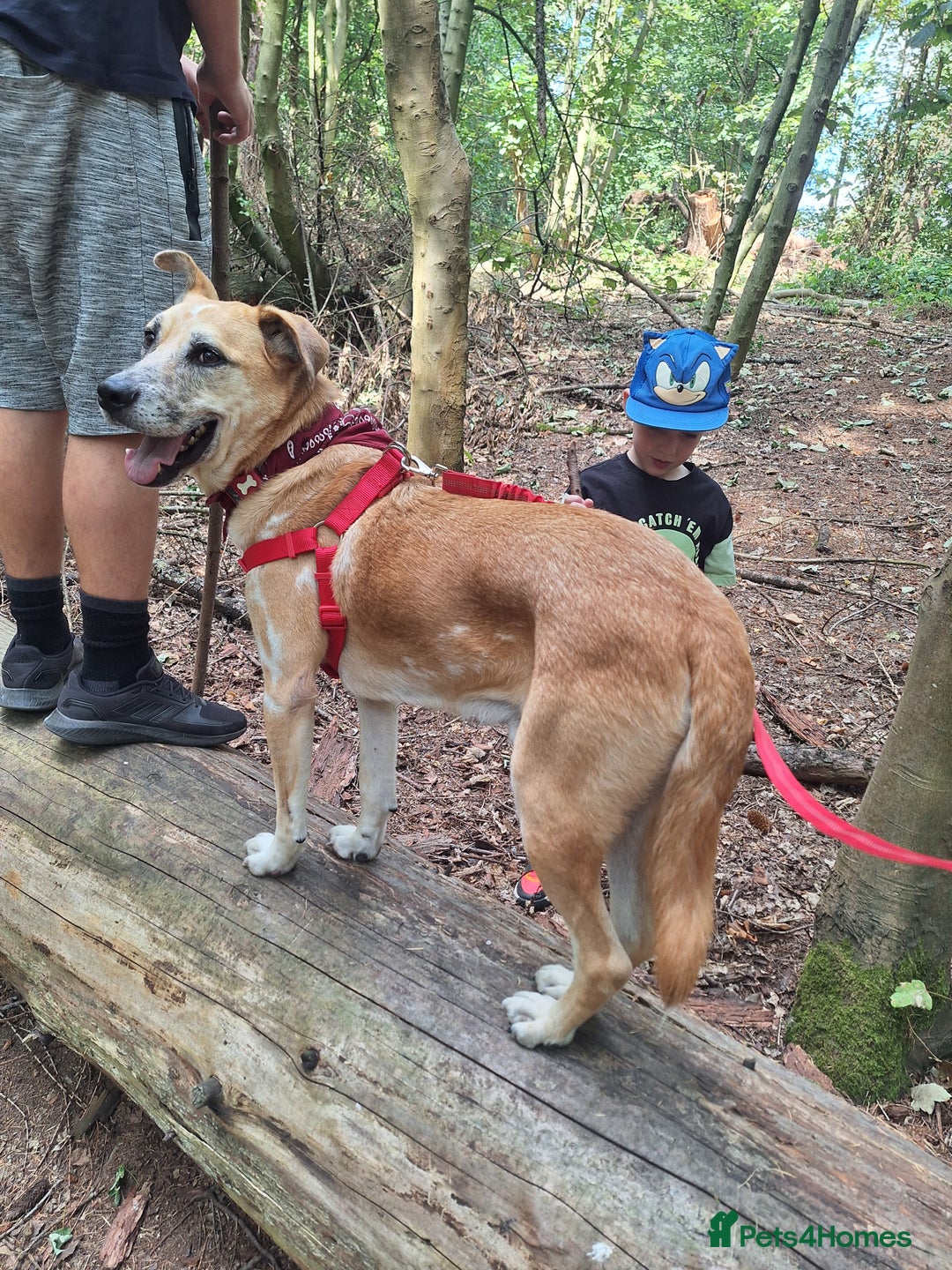 Mixed Breed dogs for sale: Big Golden Boy for Adoption  - Image 11