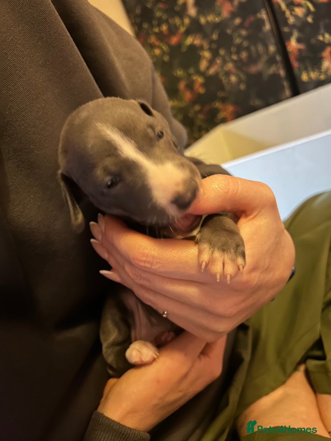 Italian Greyhound dogs for sale: Blue Italian greyhound - Advert 5