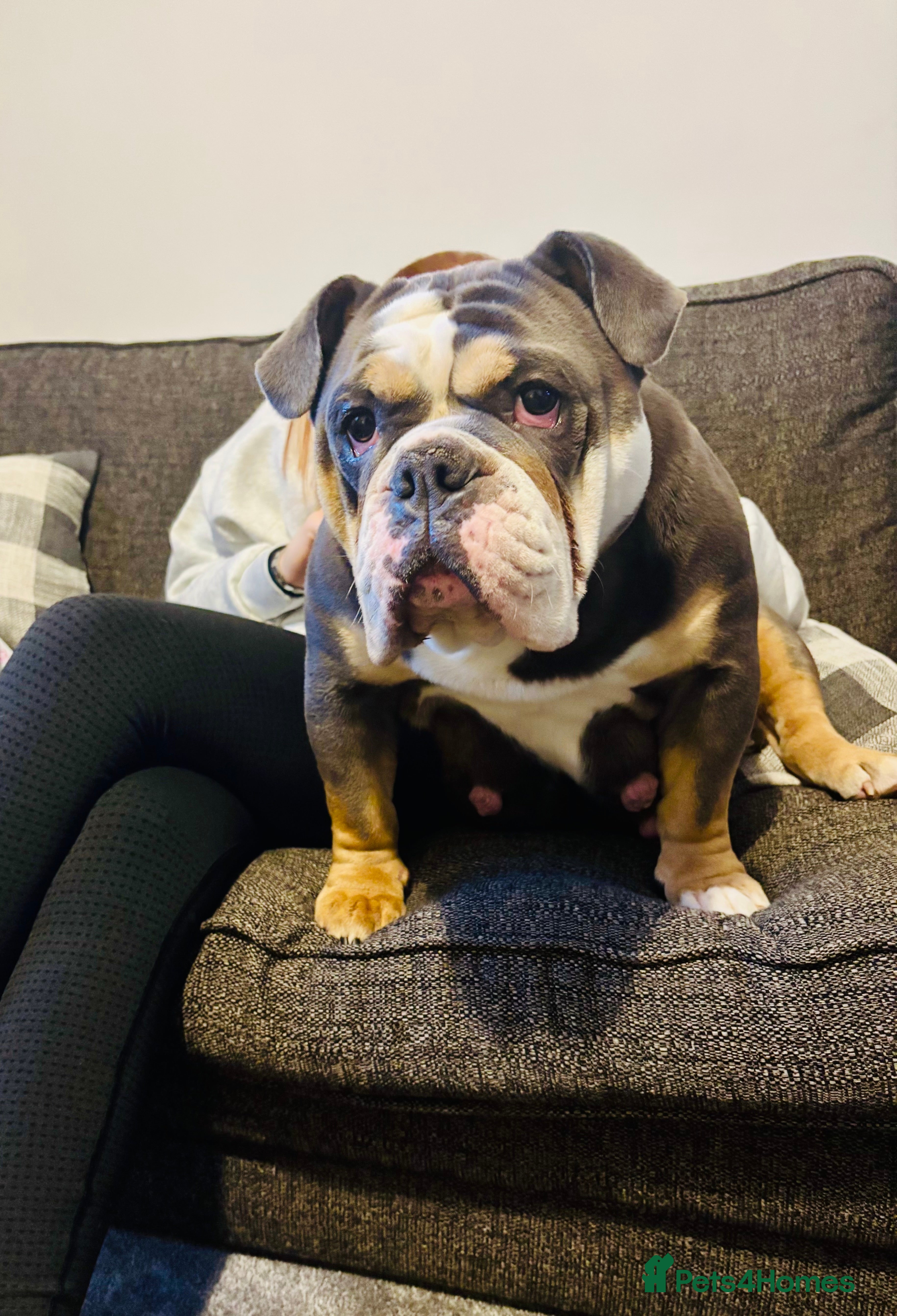 English Bulldog dogs New English bulldog puppies  - Advert 4