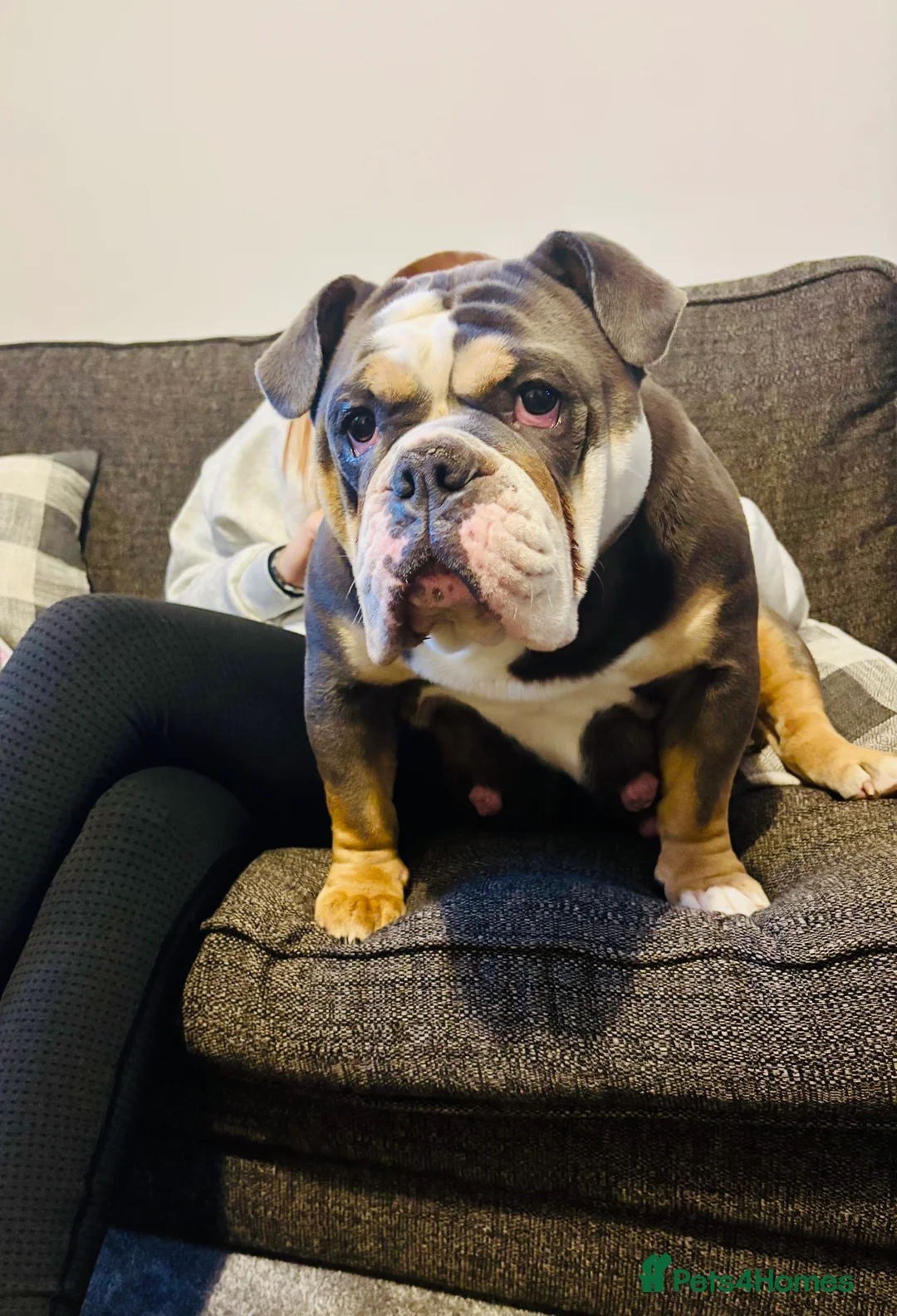 English Bulldog dogs for sale: New English bulldog puppies  in Whitehaven - Advert 1