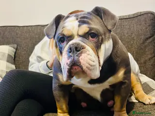 English Bulldog dogs New English bulldog puppies - Advert 6