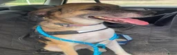 Mixed Breed dogs for adoption: Meet Erol, currently residing in Surrey in Chessington - Advert 3