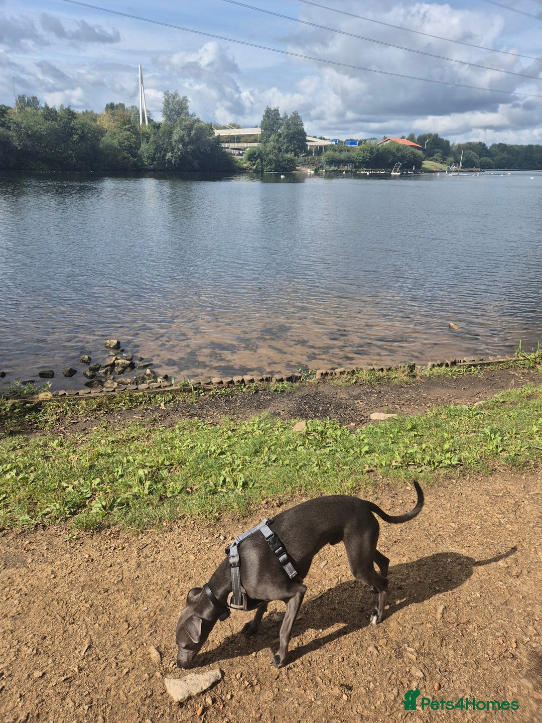 Whippet dogs for stud: Terry - KC Registered Blue Whippet Stud - Image 6