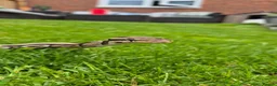 Python Snake reptiles for sale: Beautiful ball phyton 18 months old  in Coalville - Advert 5