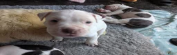 American Bulldog dogs for sale: American bulldog puppies - Advert 20
