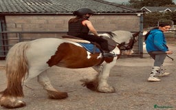 Irish Cob horses for sale: What a super little Coblet  - Image 2