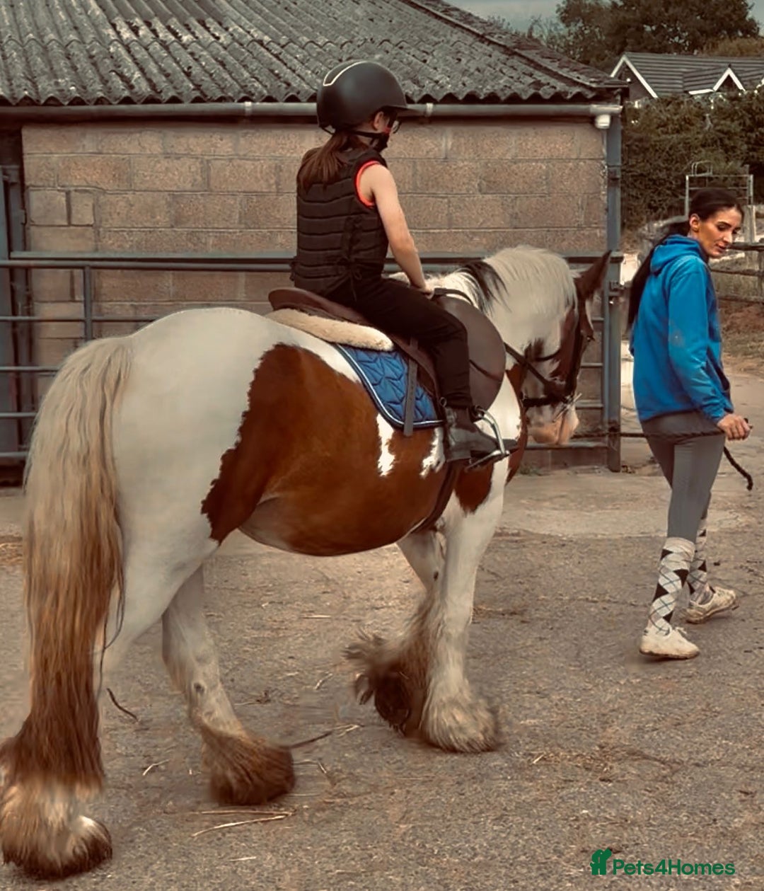 Irish Cob horses for sale: What a super little Coblet  - Image 2