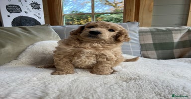 Standard Poodle dogs - Advert 6