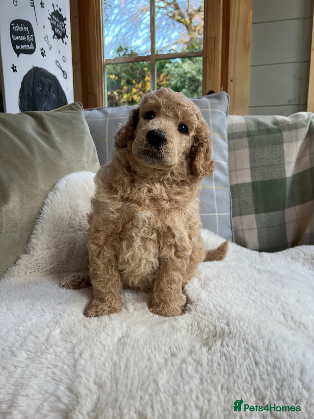 Standard Poodle dogs for sale: KC reg standard poodles  - Image 5