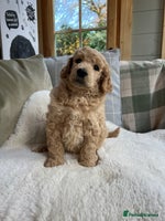 Standard Poodle dogs - Advert 6