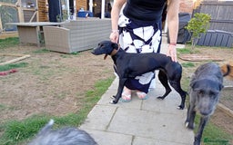 Lurcher dogs for sale: Lurcher puppies  - Image 6