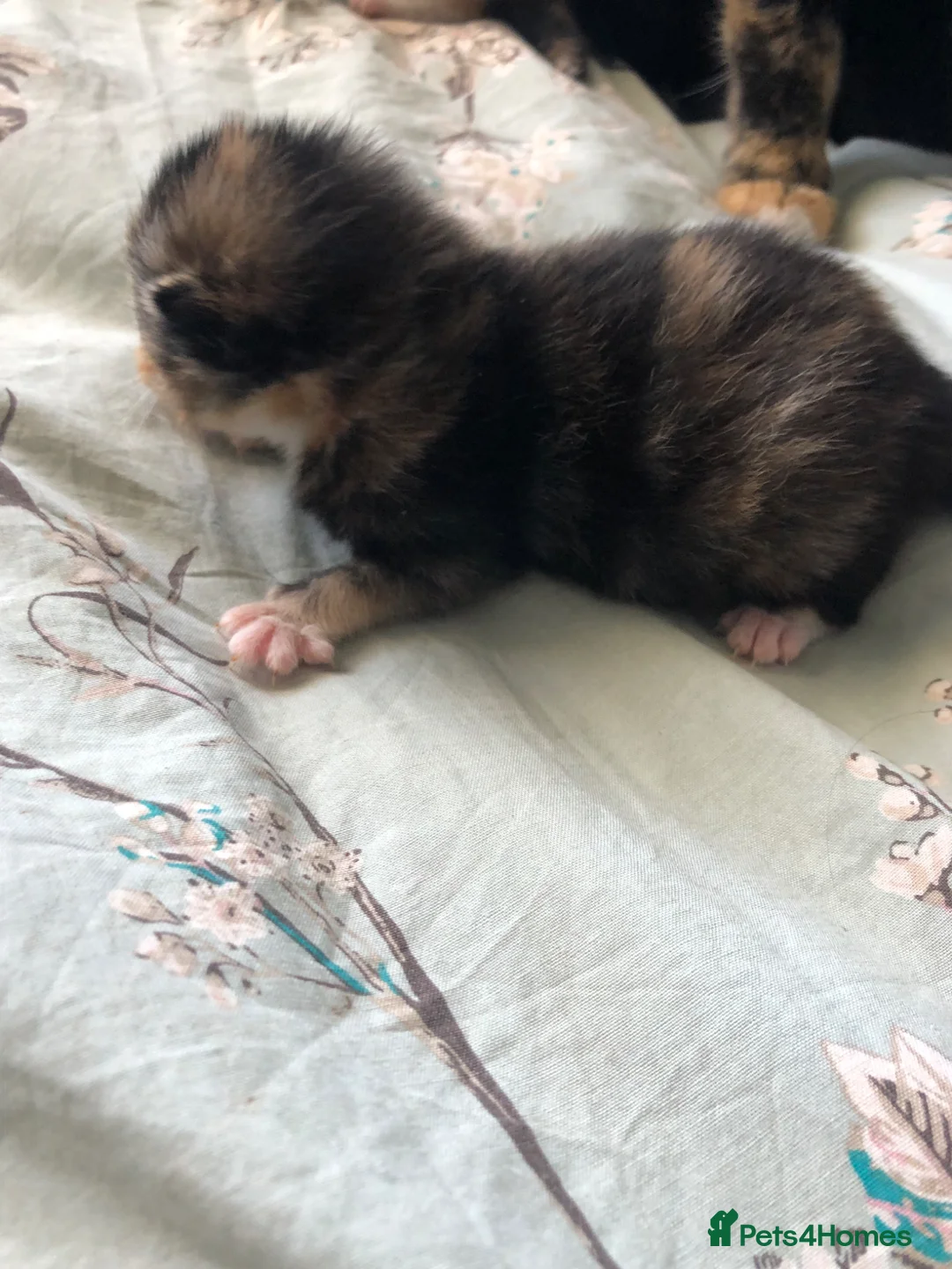 Mixed Breed cats for sale: Adorable kittens looking for a loving home. - Advert 12