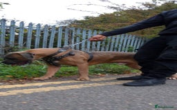 Cane Corso dogs for stud: Russian import working blood cane corso stud - Advert 4