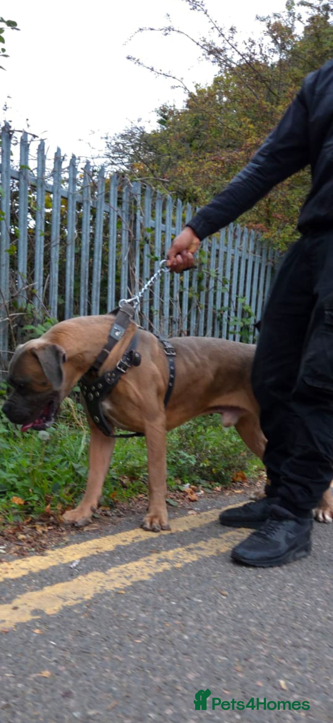 Cane Corso dogs for stud: Russian import working blood cane corso stud - Advert 4