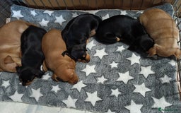 Miniature Pinscher dogs for sale: Miniature Pinscher puppies  - Image 9