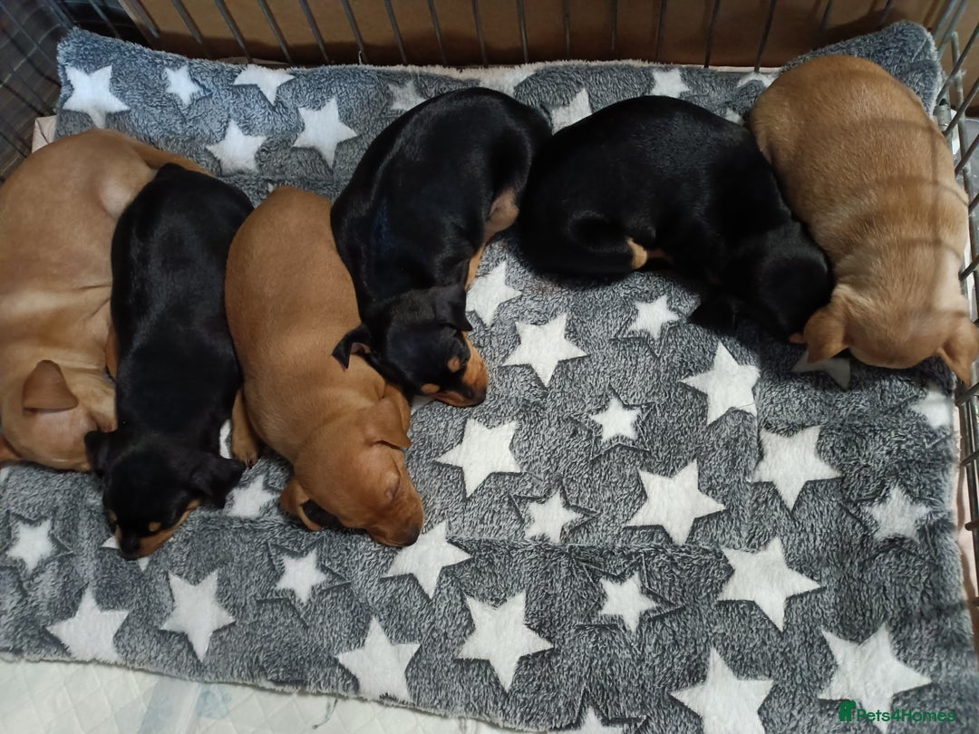 Miniature Pinscher dogs for sale: Miniature Pinscher puppies  - Image 9