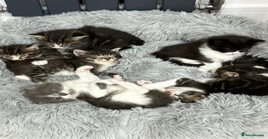Mixed Breed cats - Advert 8