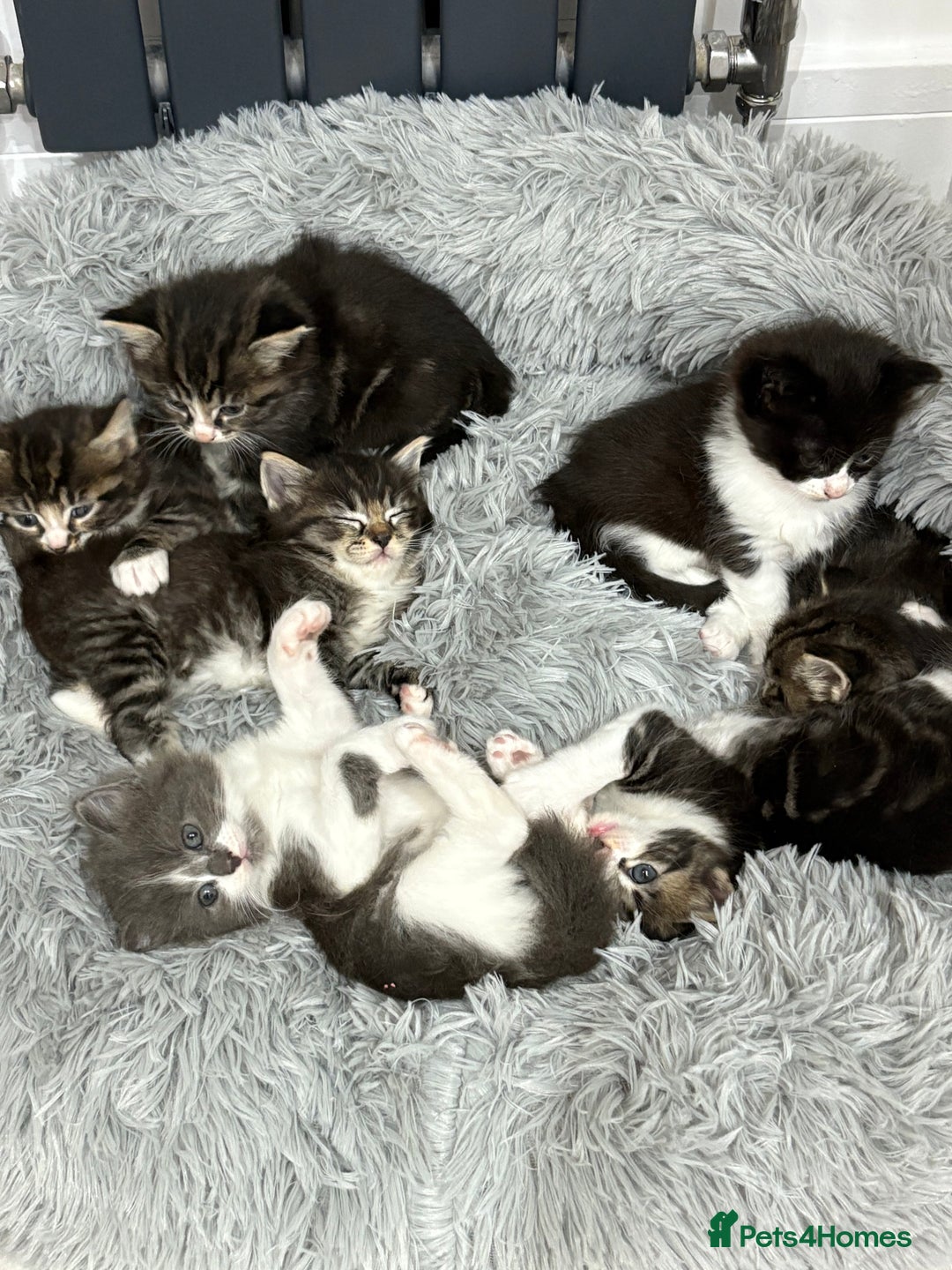 Mixed Breed cats for sale: Ragdoll cross  - Image 3