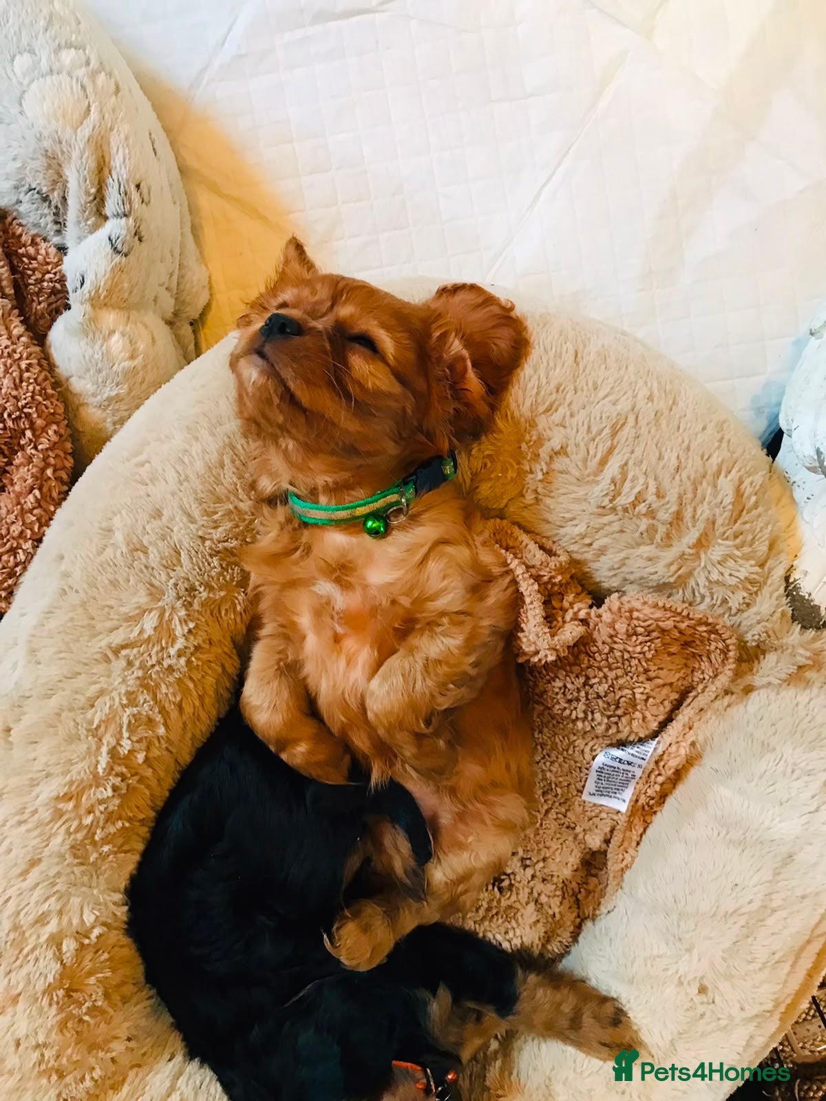 Cavalier King Charles Spaniel dogs King Charles cavalier babies  - Advert 2