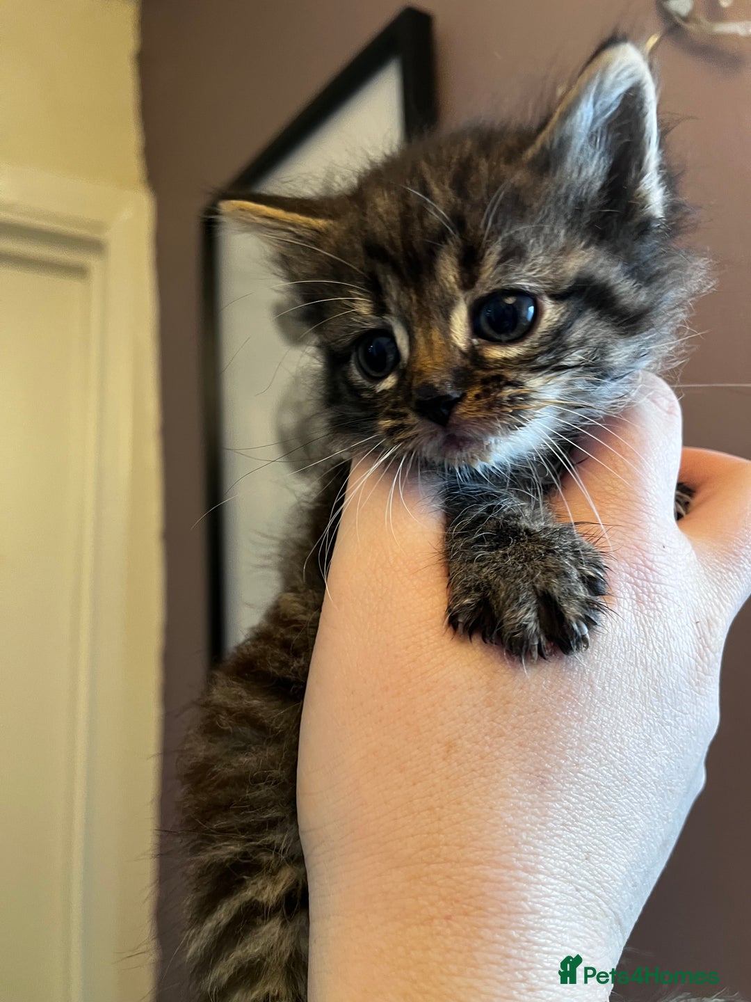 Mixed Breed cats for sale: Beautiful grey, tabby and black kittens  - Advert 2