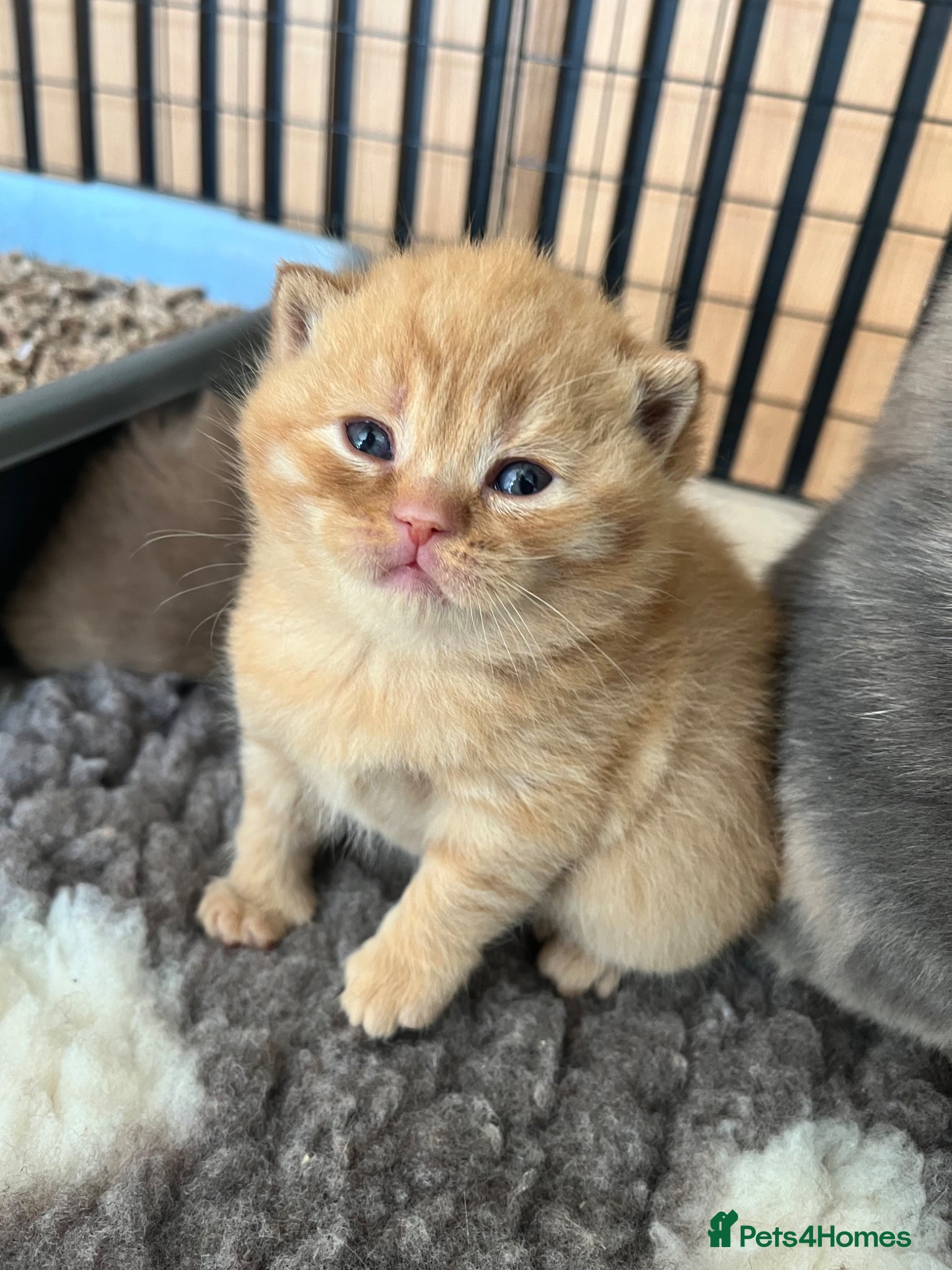British Shorthair cats stunning red boy Gccf  cinnamon carrier - Advert 1