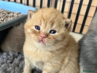 British Shorthair cats stunning red boy Gccf cinnamon carrier - Advert 5