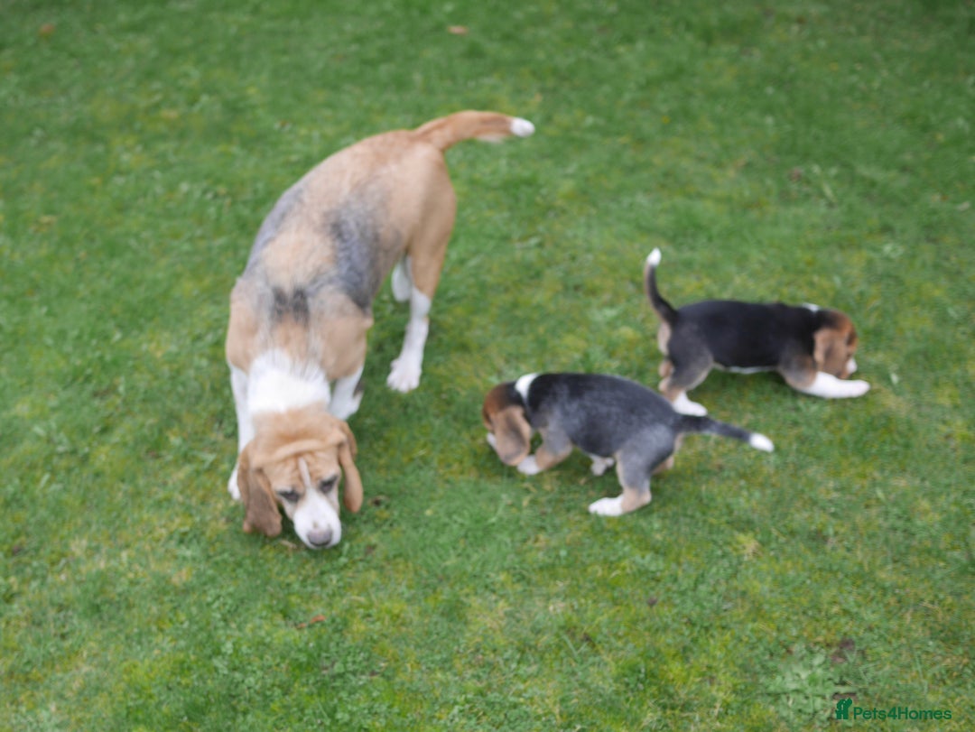 Beagle dogs for sale: Quality Health Tested Beagle Puppies - Advert 14