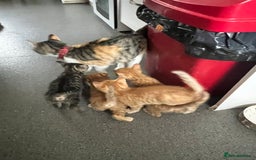 Mixed Breed cats for sale: Beautiful kittens rare ginger females  - Image 7