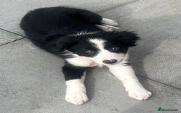 Border Collie dogs for sale: Beautiful girl non kc  - Image 8