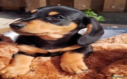 Miniature Dachshund dogs for sale: Mini dachshund  - Image 2