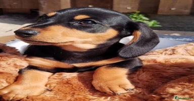 Miniature Dachshund dogs - Advert 5