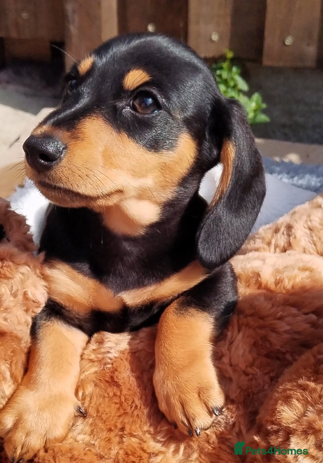 Miniature Dachshund dogs for sale: Mini dachshund  - Image 2