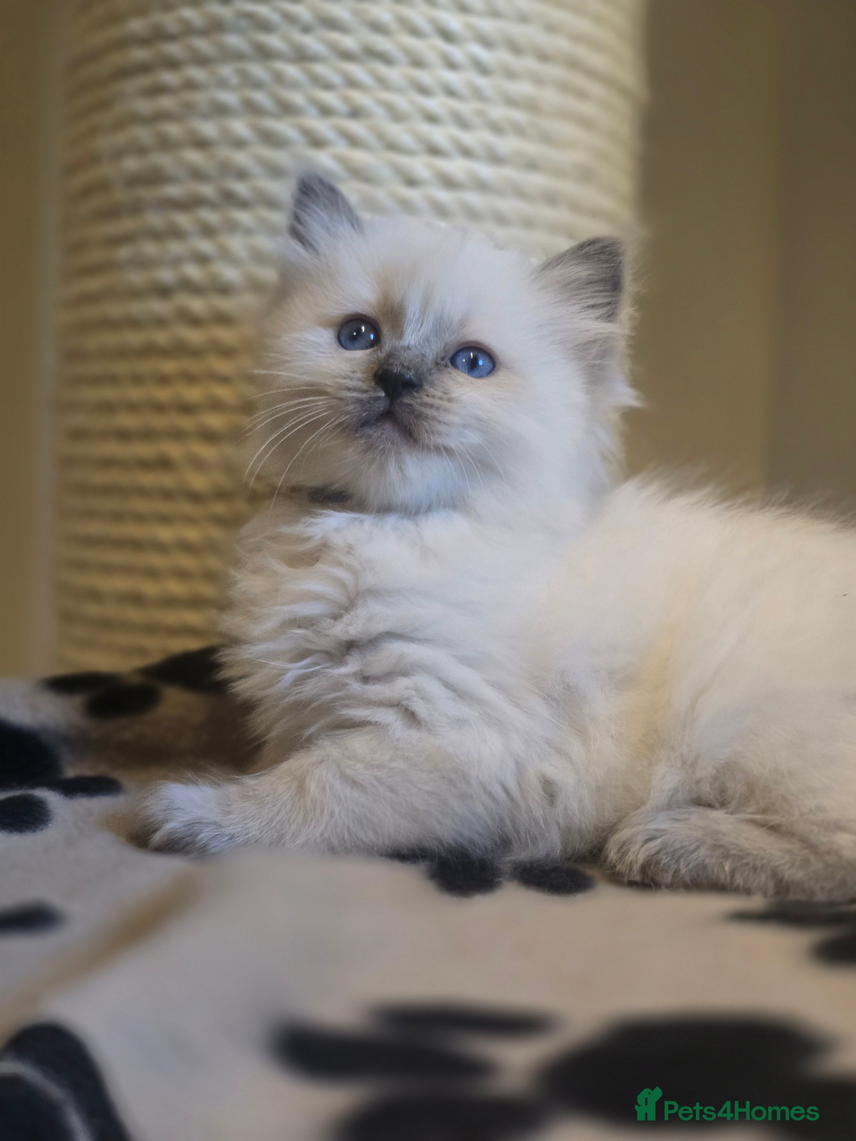 Ragdoll cats Precious GOOF Registered Ragdoll Kittens - 1 Boy - Advert 6