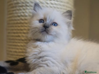 Ragdoll cats Precious GOOF Registered Ragdoll Kittens - 2 Boys - Advert 3