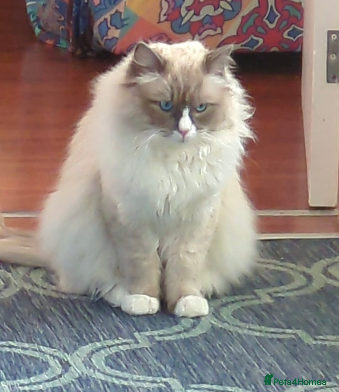 Ragdoll cats for stud: Paddington  - Advert 7