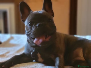 French Bulldog dogs - Advert 1