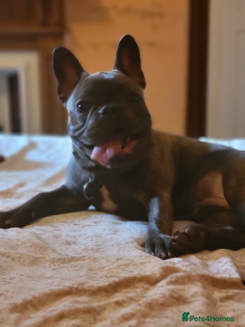 French Bulldog dogs - Advert 1