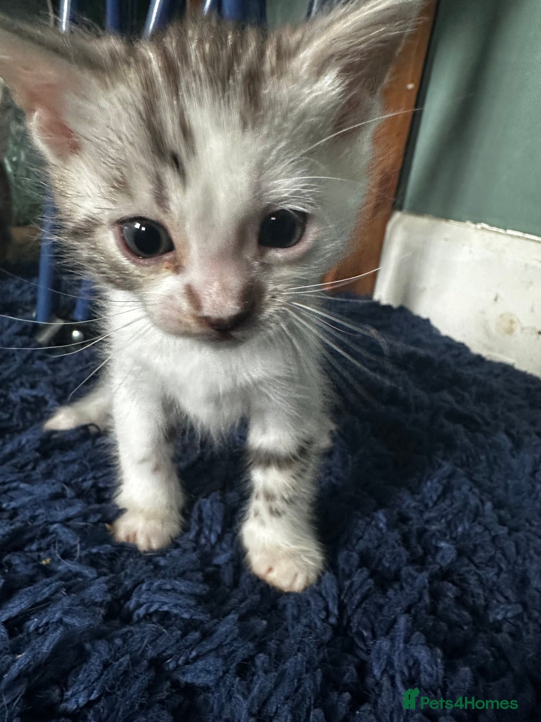 Bengal cats for sale: Bengal kittens  - Image 16