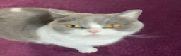 British Shorthair cats for sale: British short hair - Advert 2