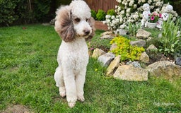 Goldendoodle dogs for stud: FULLY HEALTH TESTED! MOYEN POODLE STUD! in Kettering - Image 6