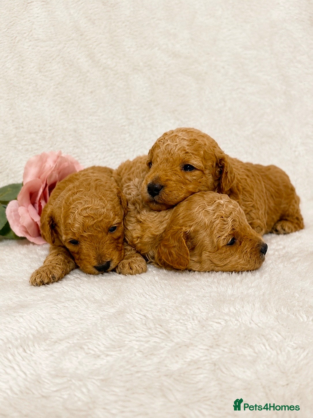 Toy Poodle dogs Stunning toy poodle puppies  - Advert 6