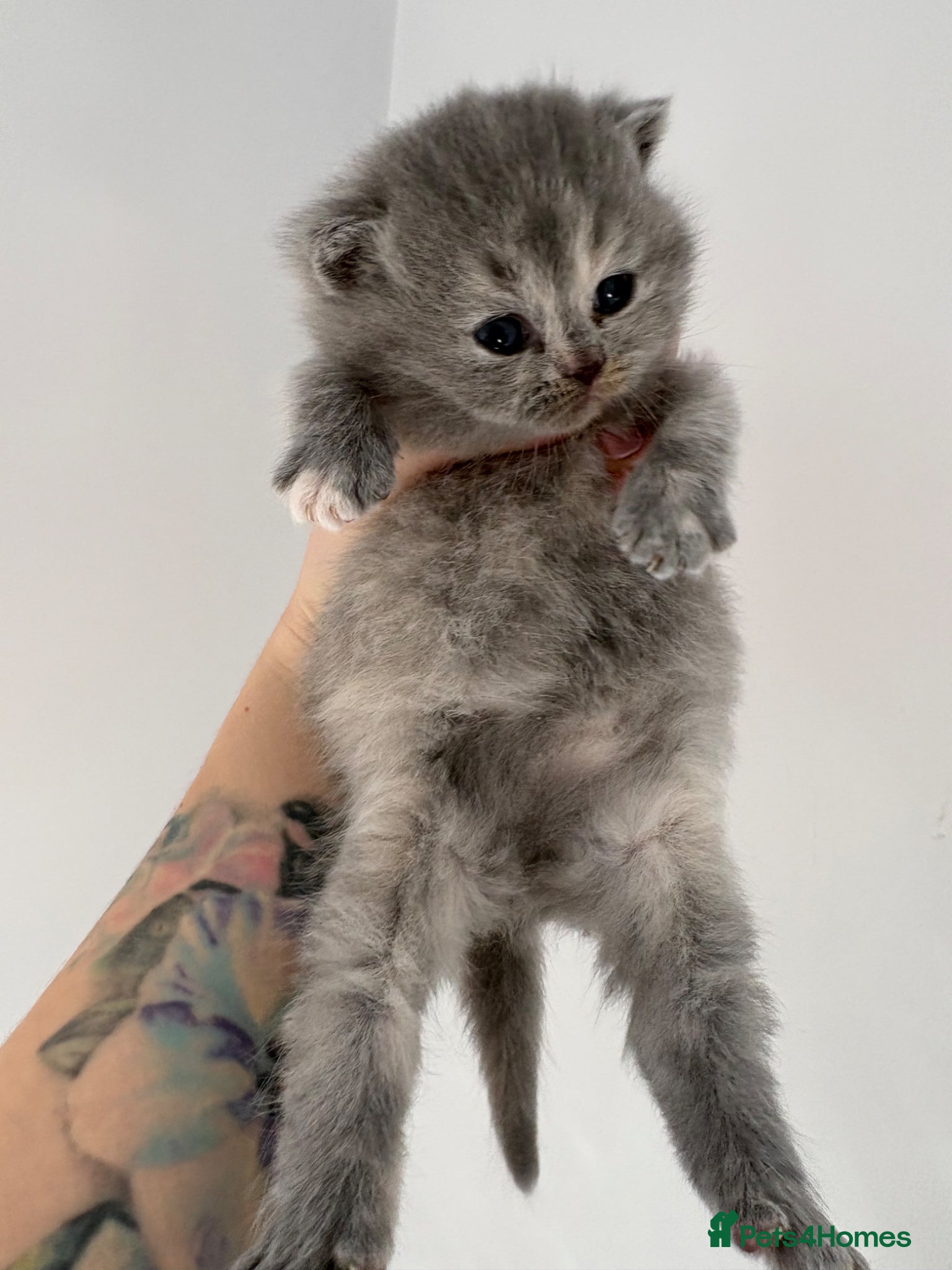 British Shorthair cats British Shorthair Kittens Available TICA 😻😻😻 - Advert 2